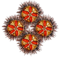 Hamalfitè